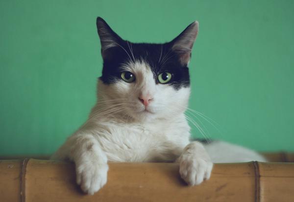 Cats